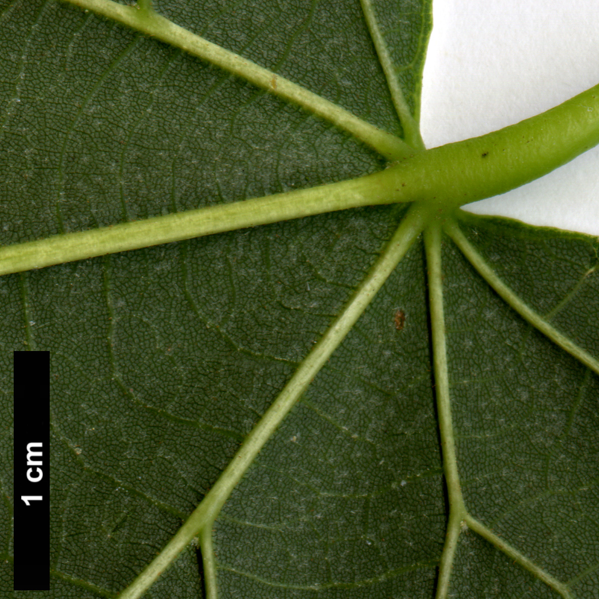 High resolution image: Family: Malvaceae - Genus: Tilia - Taxon: platyphyllos × T.tomentosa ‘Orbicularis’